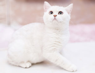 メニュー・料金